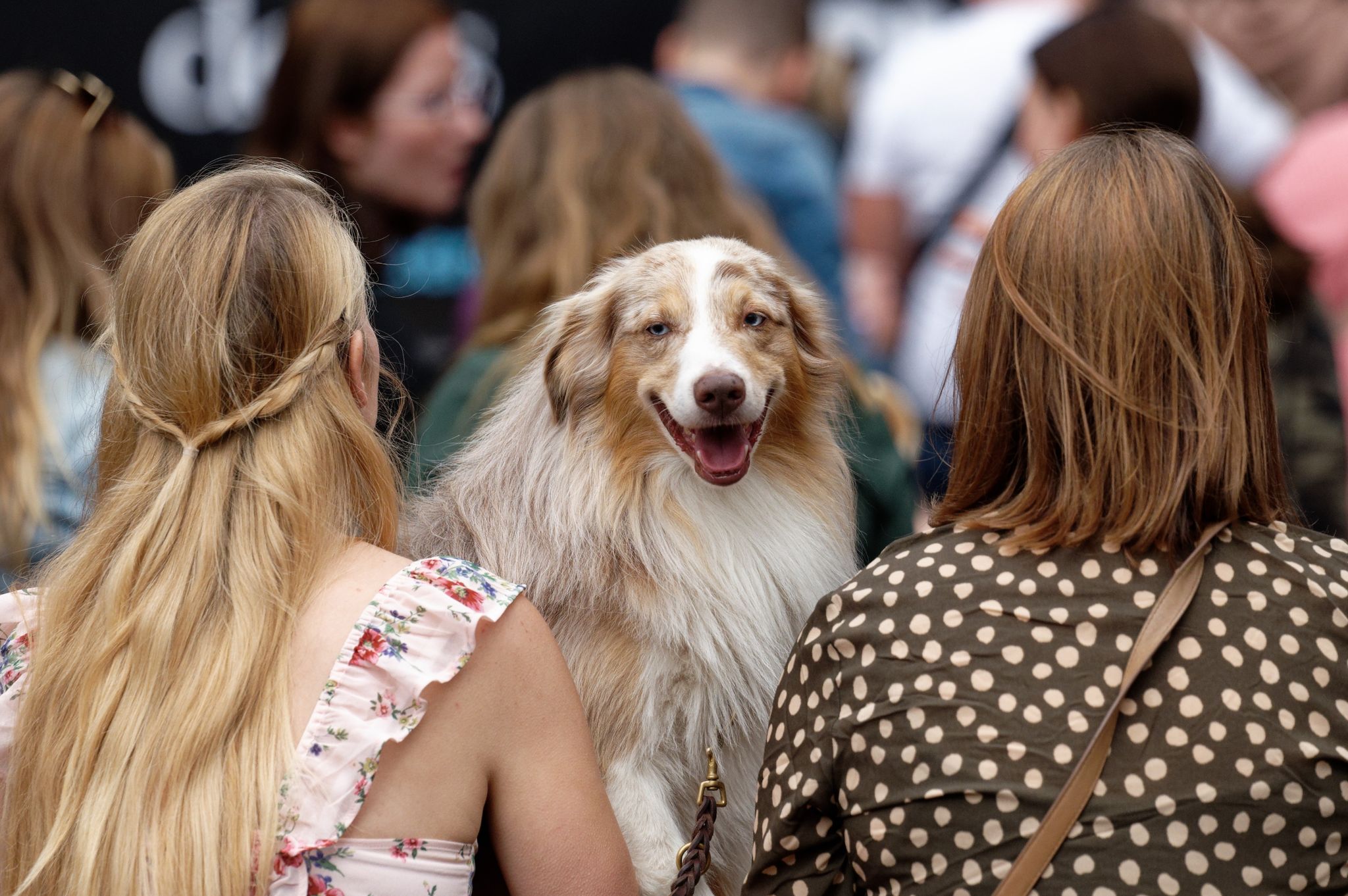 World Wide Wuff – German Petfluencer Awards verliehen