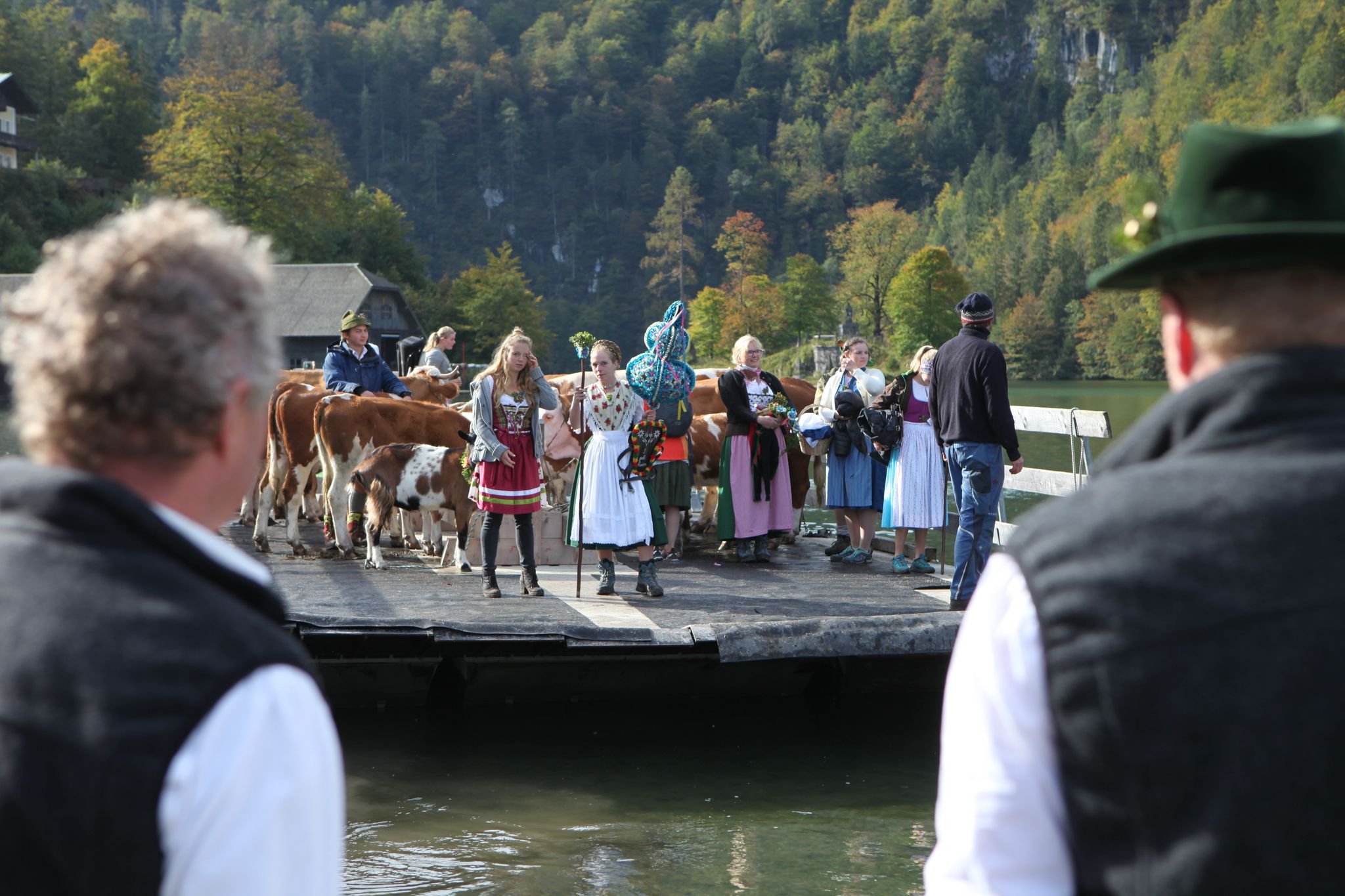 Kühe per Schiff heimgeholt – Almabtrieb am Königssee