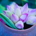 Kelsea Ballerini bewirbt sich um Rolle in «The White Lotus»